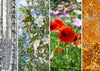 Collage of photos depicting all four seasons